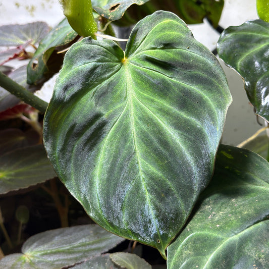 Philodendron verrucosum 'Black'