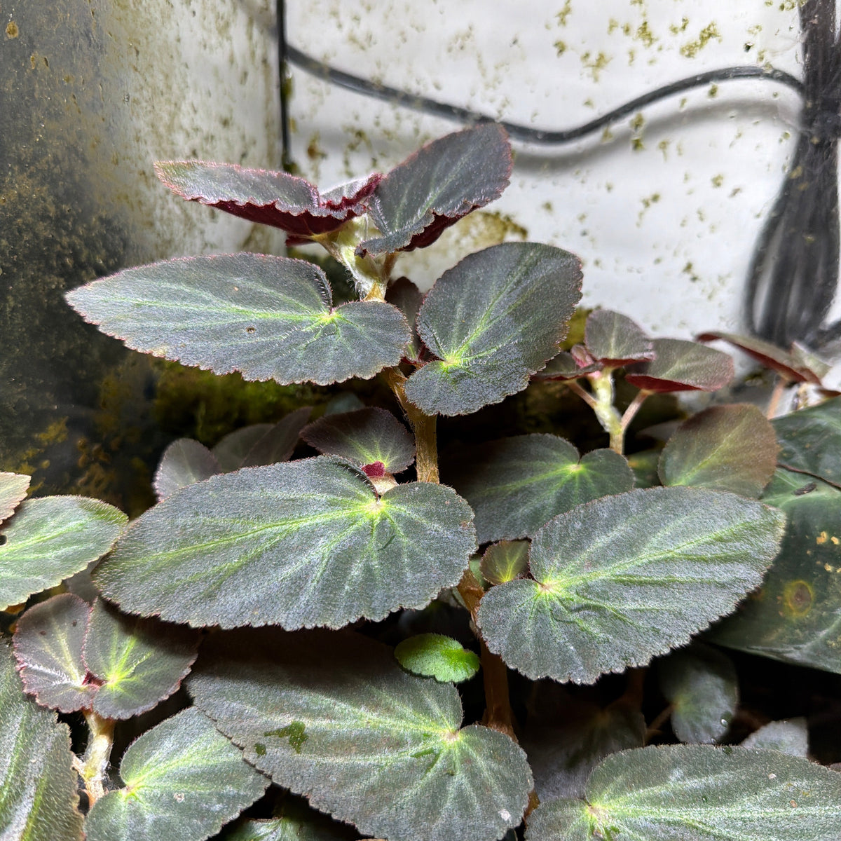 Begonia 'Withlacoochee' (3-Pack)