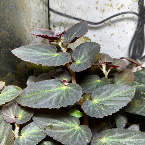Begonia 'Withlacoochee' (3-Pack)