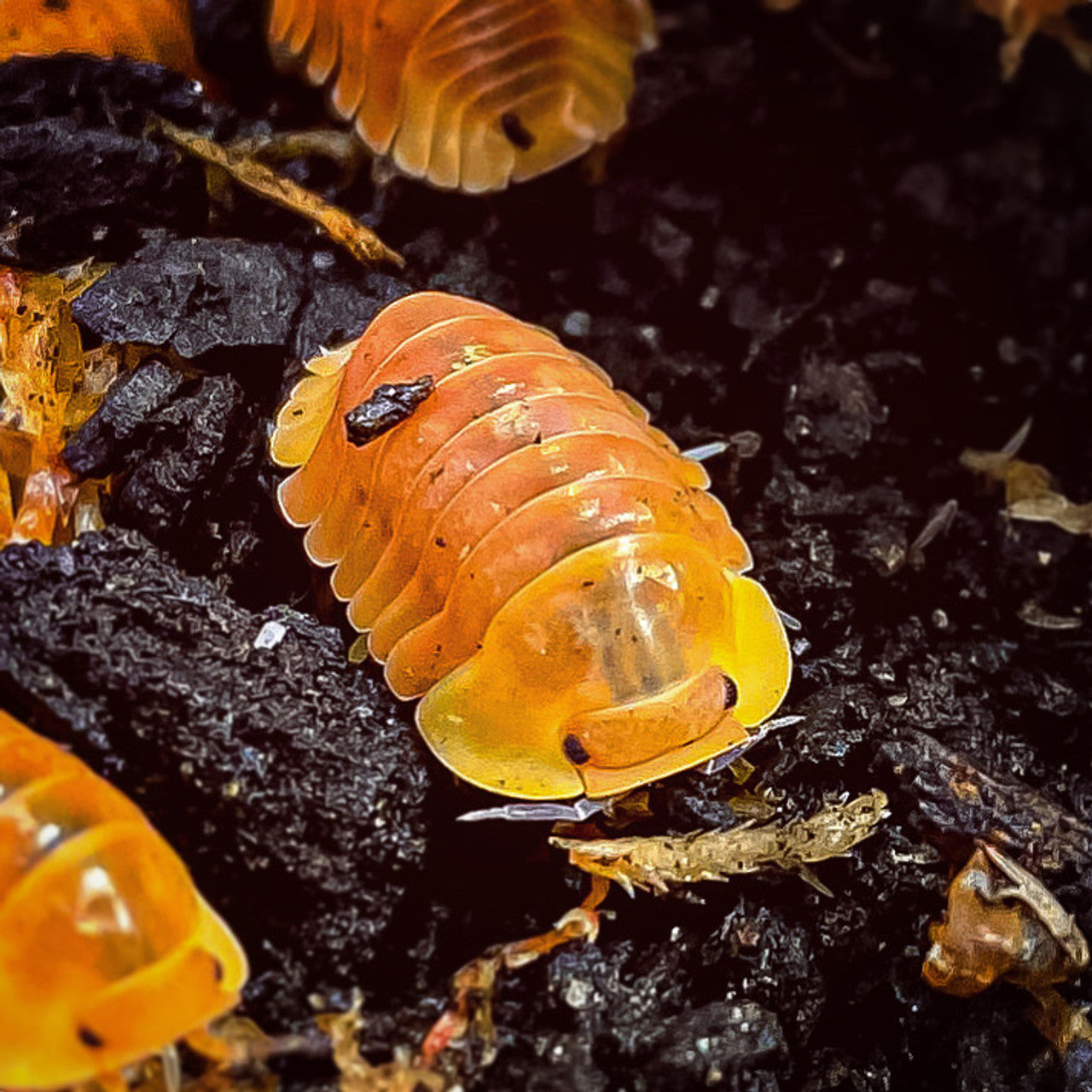 6+ Blonde Rubber Ducky Isopod (Cubaris sp)