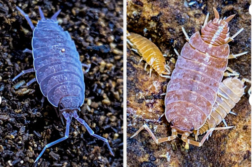 Porcellionides Pruinosus Powder Blue & Powder Orange Isopods | Premium Bioactive Clean-Up Crew | MiceDirect