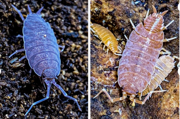 Porcellionides Pruinosus Powder Blue & Powder Orange Isopods | Premium Bioactive Clean-Up Crew | MiceDirect