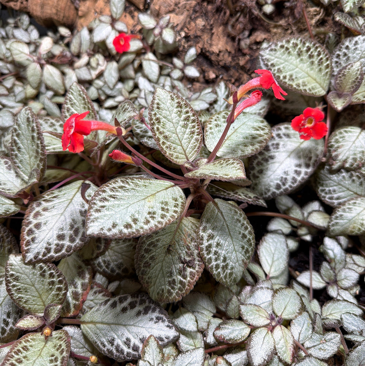 Episcia 'Silver Skies' (3-Pack)