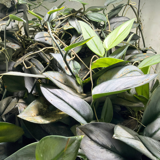 Scindapsus treubii (3-Pack)