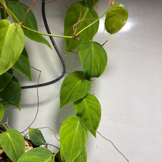 Philodendron sp. 'Peru Shingler'