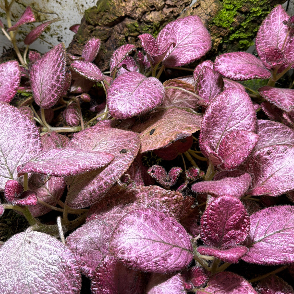 Episcia 'Alice's Aussie' (3-Pack)