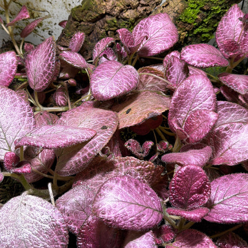 Episcia 'Alice's Aussie' (3-Pack)