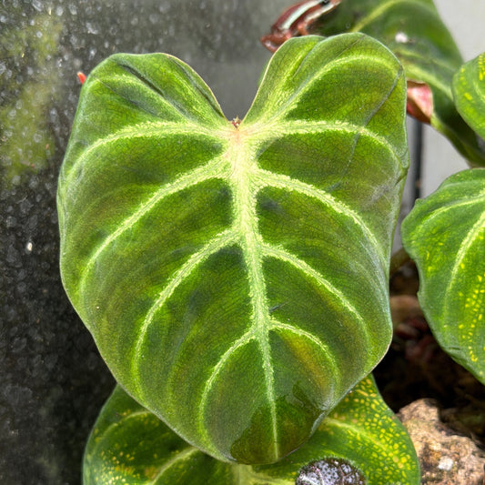 Philodendron verrucosum 'Amazon Sunset'