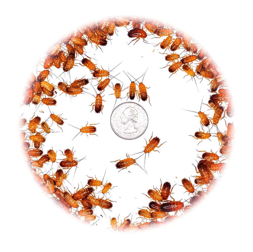 1/2 Inch Medium Turkish Red Runner | Live Feeder Roaches for Reptiles & Amphibians | MiceDirect