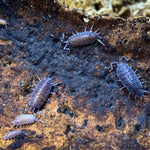 Porcellionides Pruinosus Powder Blue & Powder Orange Isopods | Premium Bioactive Clean-Up Crew | MiceDirect