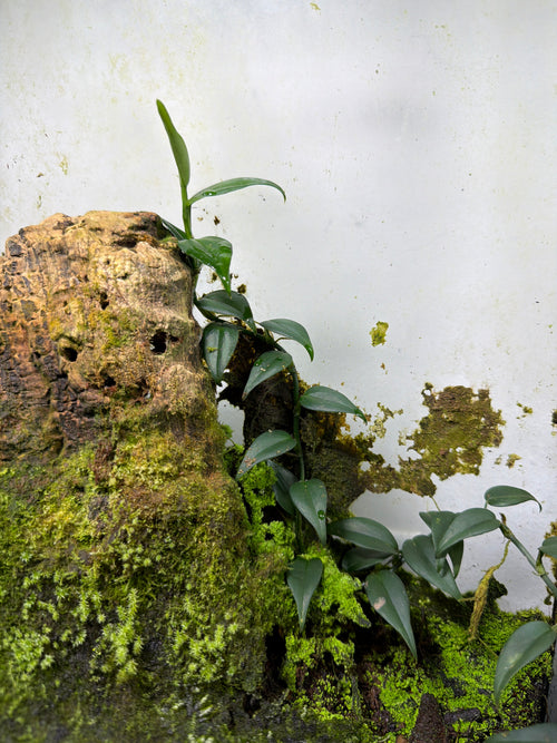Philodendron sp. 'Green Spears'