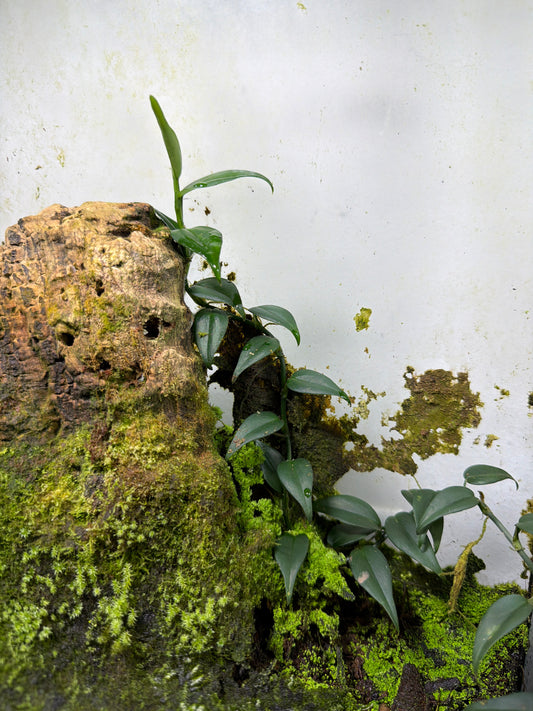 Philodendron sp. 'Green Spears'
