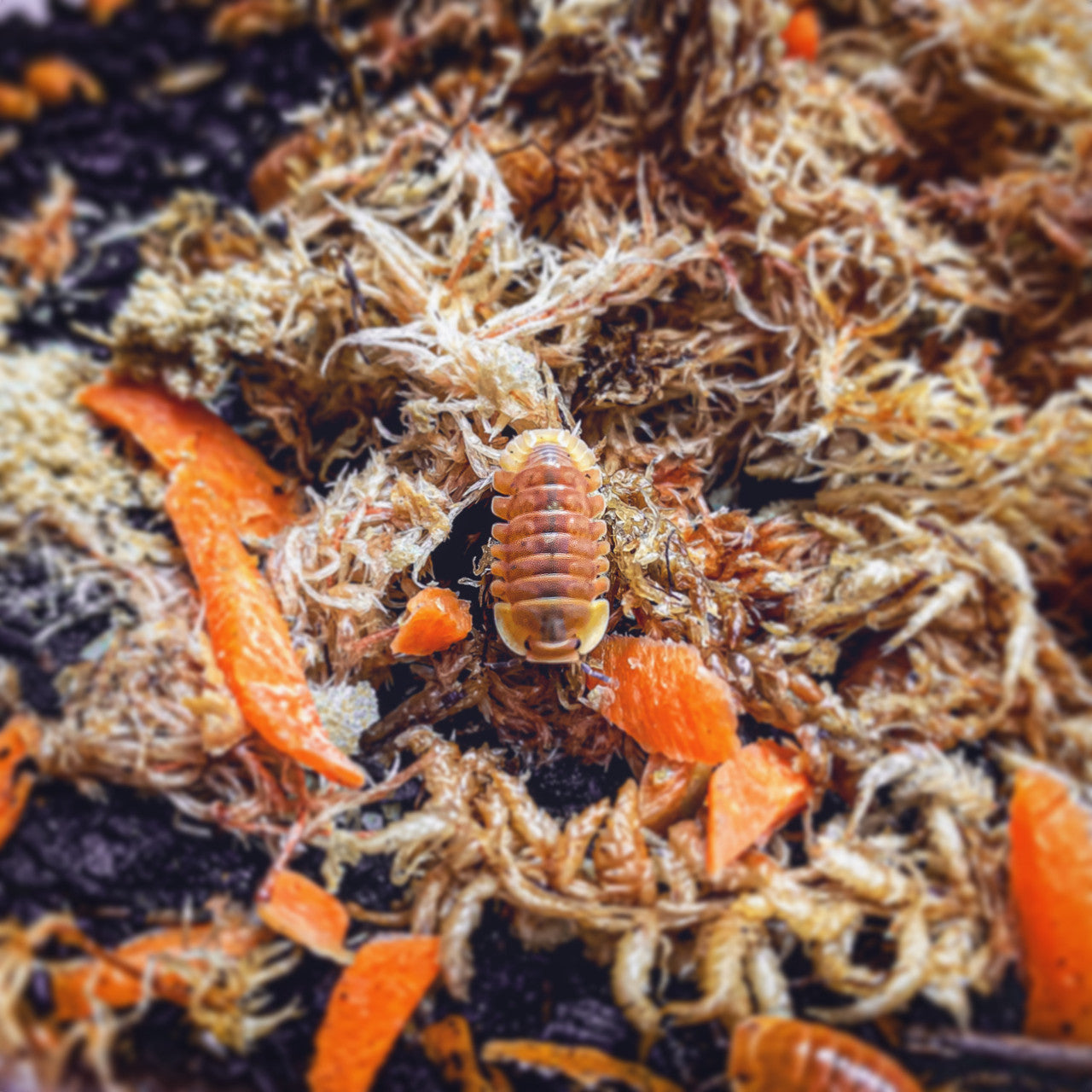 6+ Blonde Rubber Ducky Isopod (Cubaris sp)