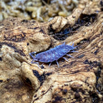 Porcellionides Pruinosus Powder Blue & Powder Orange Isopods | Premium Bioactive Clean-Up Crew | MiceDirect