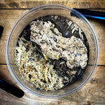 Porcellionides Pruinosus Powder Blue & Powder Orange Isopods | Premium Bioactive Clean-Up Crew | MiceDirect