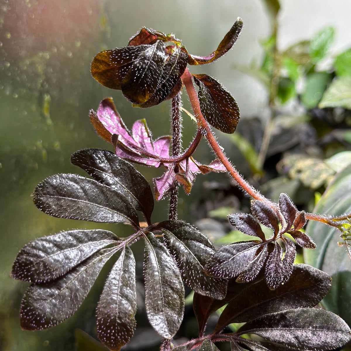 Solanum uleanum 'Purple' (2-Pack)