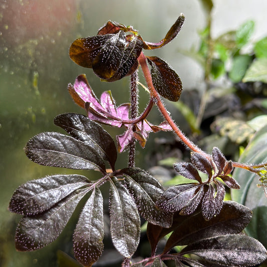 Solanum uleanum 'Purple' (2-Pack)