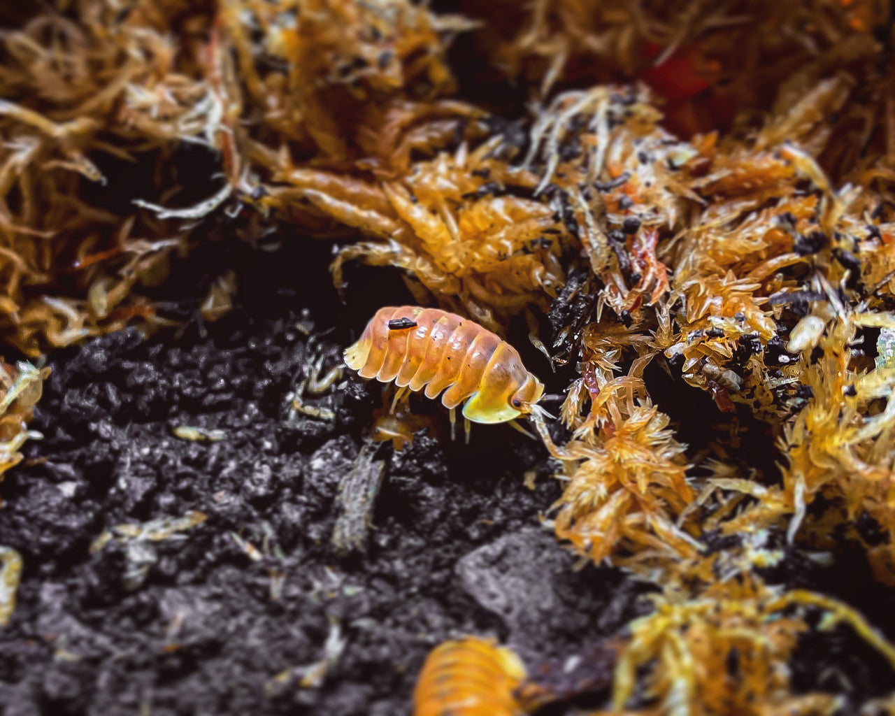 6+ Blonde Rubber Ducky Isopod (Cubaris sp)