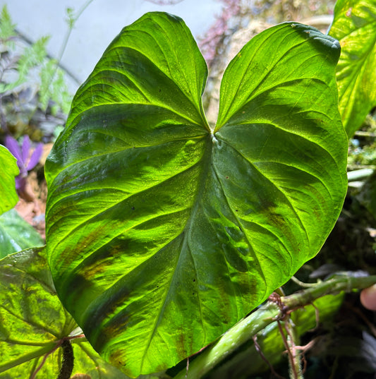Philodendron verrucosum 'Mini'