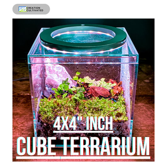 Kit de inicio de terrario diminuto con todo incluido: ecosistema bioactivo completo de 4 x 4 pulgadas para decoración del hogar y la oficina 