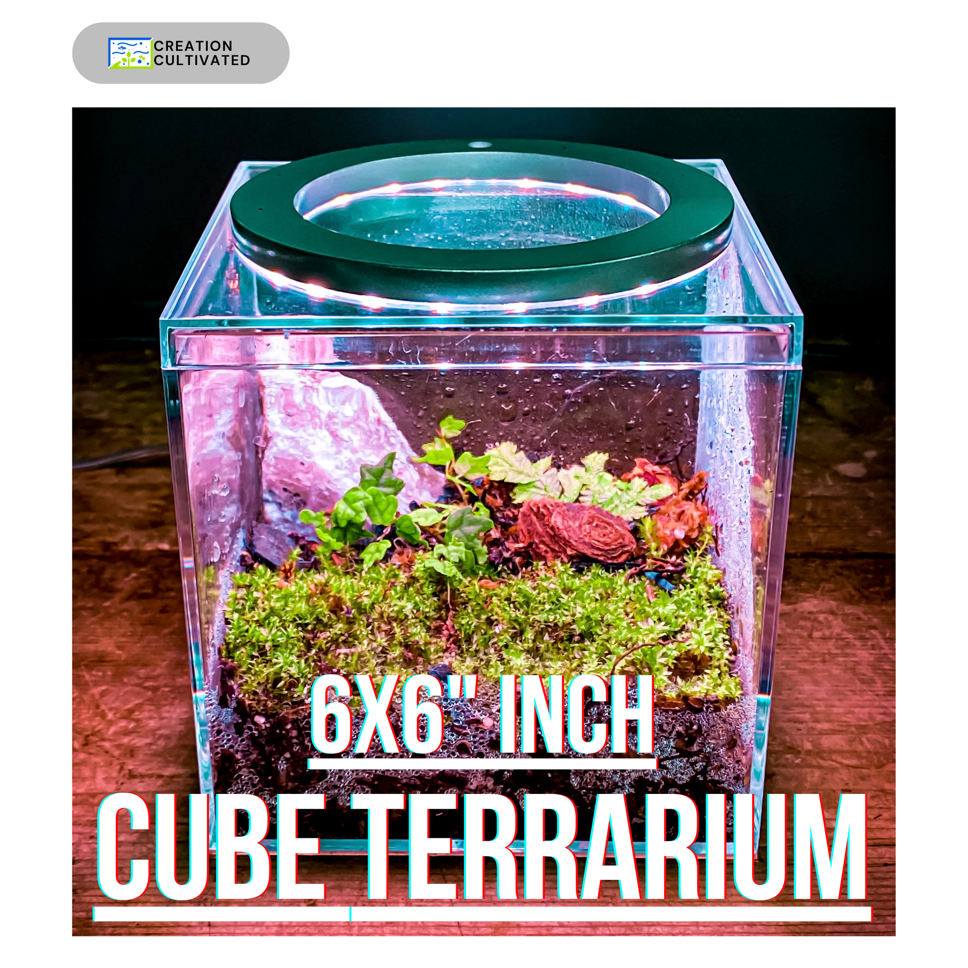 bioactive terrarium plants All Inclusive DIY Tiny Vivarium Starter Kit