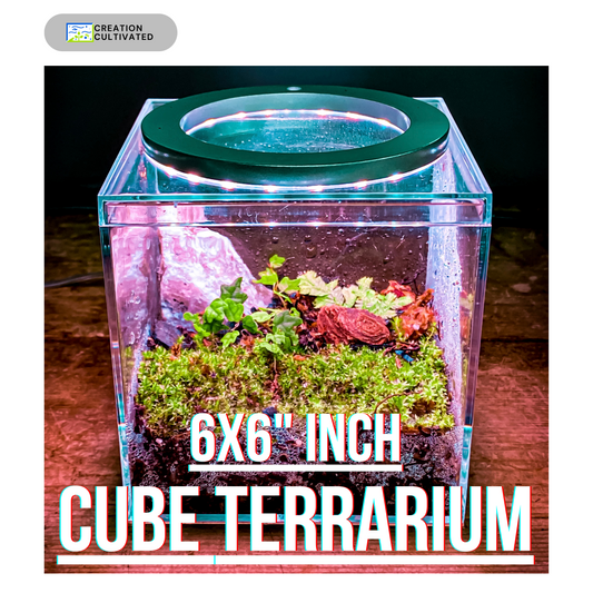 Kit de inicio DIY Tiny Vivarium con todo incluido: este ecosistema bioactivo completo de 6 x 6 pulgadas para decoración del hogar y la oficina 