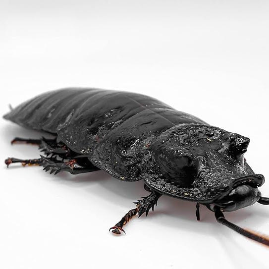 Male Black Tiger Roaches