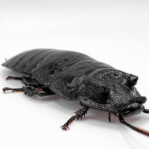 Male Black Tiger Roaches