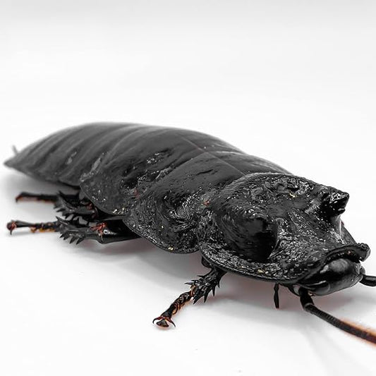 Breeding Black Tiger Roaches