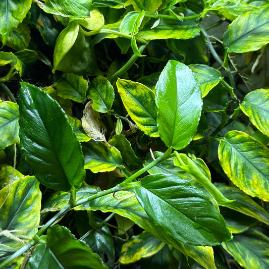 Philodendron sp. 'BJ'