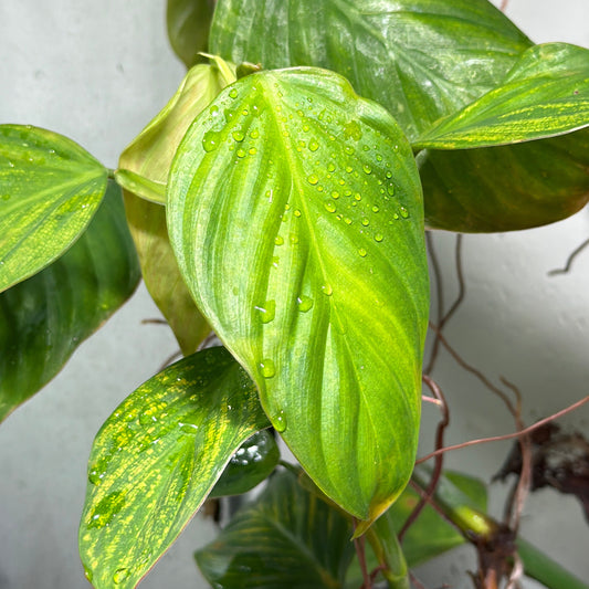 Philodendron melanoneuron