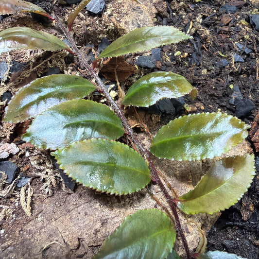 Marcgravia sp. 'Dark Serrated'