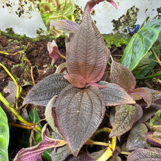Triolena sp. 'Ecuador'