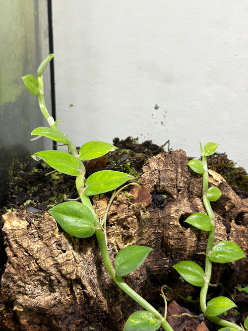 Rhaphidophora hongkongensis (2-Pack)
