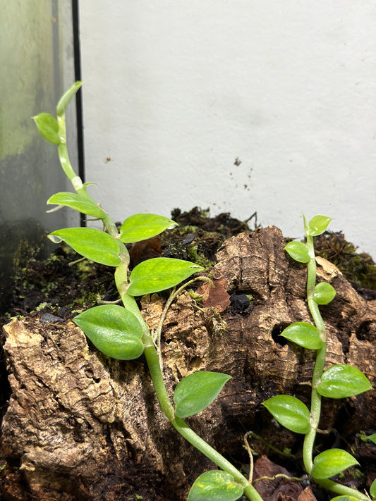 Rhaphidophora hongkongensis (2-Pack)
