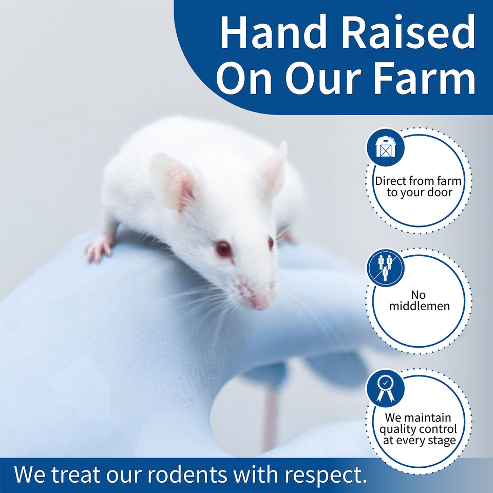 Premium Frozen Rat Pinkies: Fresh, Healthy, and Humane - MiceDirect