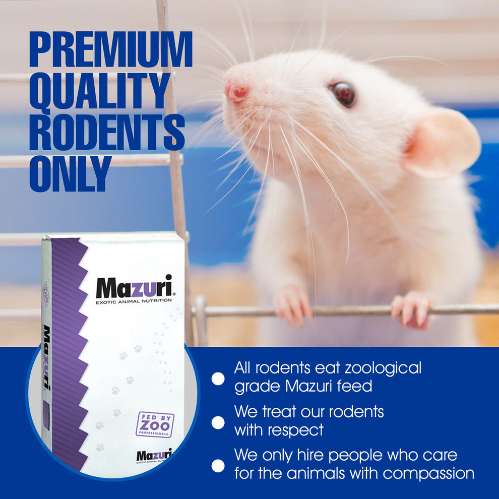 Rat Pups for Reptiles - Premium Fresh Frozen Snake Food Feeders ...