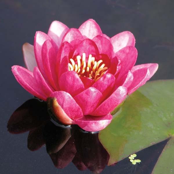睡莲“几乎是黑色的”睡莲 - 斯洛库姆耐寒发芽块茎根茎