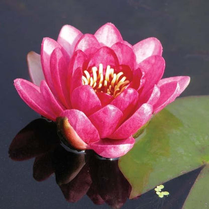 睡莲“几乎是黑色的”睡莲 - 斯洛库姆耐寒发芽块茎根茎