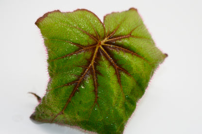 Begonia Fireflush