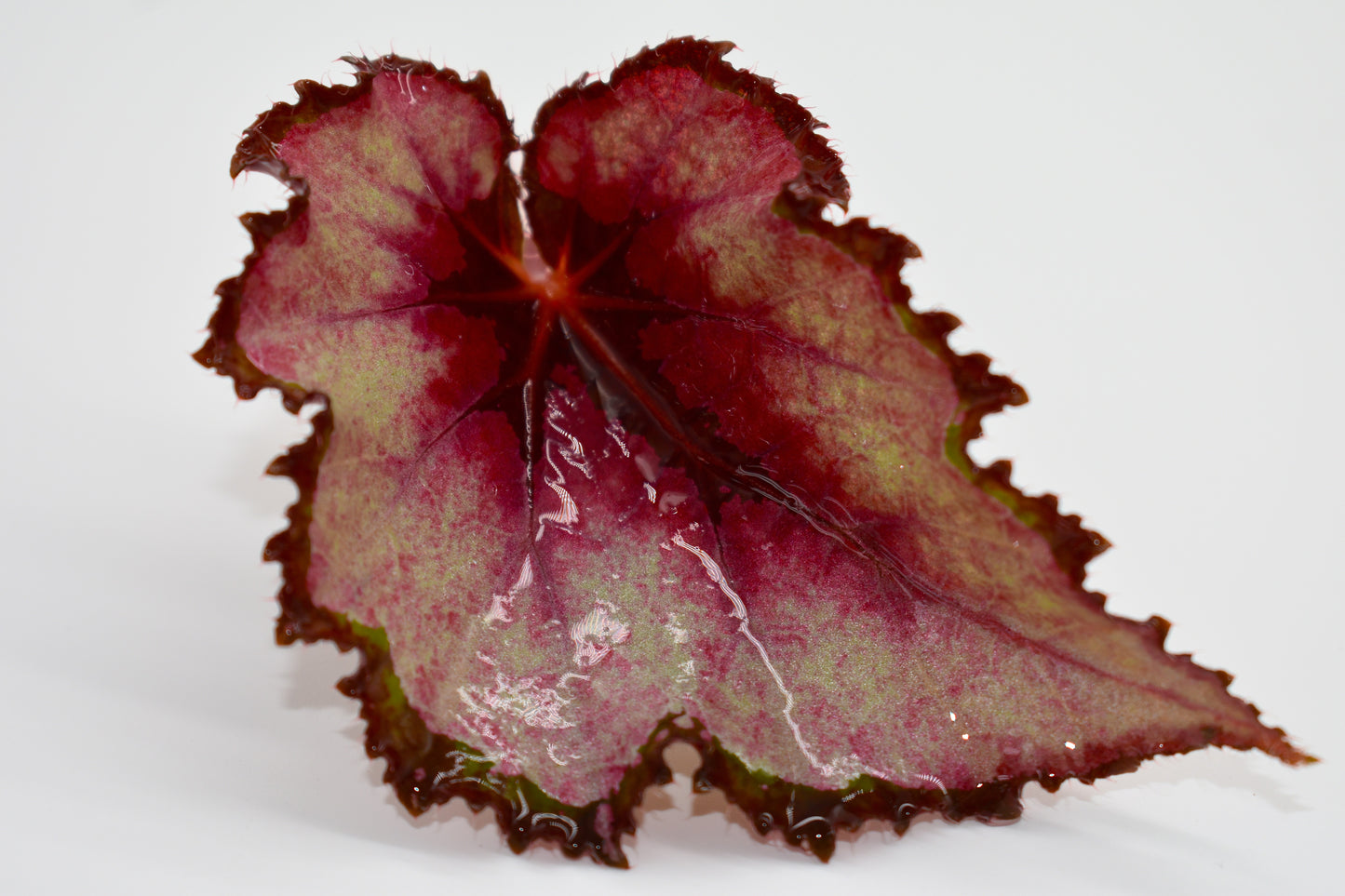 Begonia Red Robin