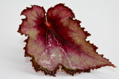 Begonia Red Robin