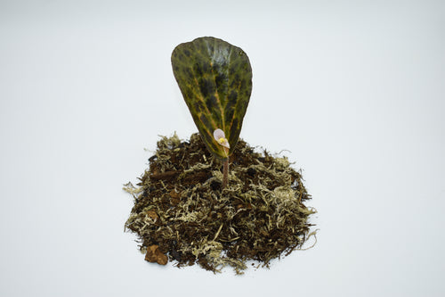 Begonia blancii 'Mottled'