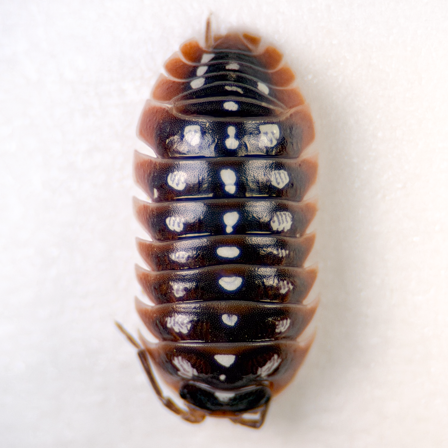 Armadillidium klugii 'Dubrovnik'