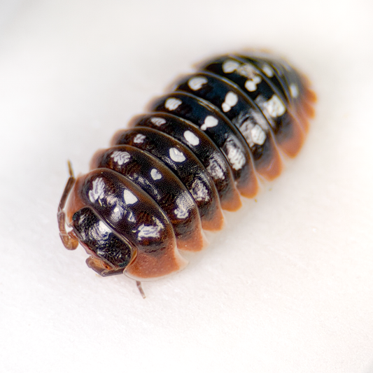 Armadillidium klugii 'Dubrovnik'