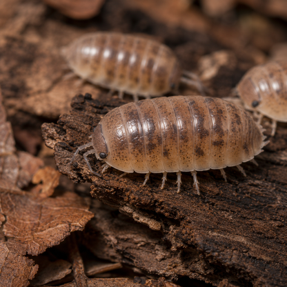 Cubaris Sp. "Cappuccino" Isopods | Premium Bioactive Clean-Up Crew | MiceDirect