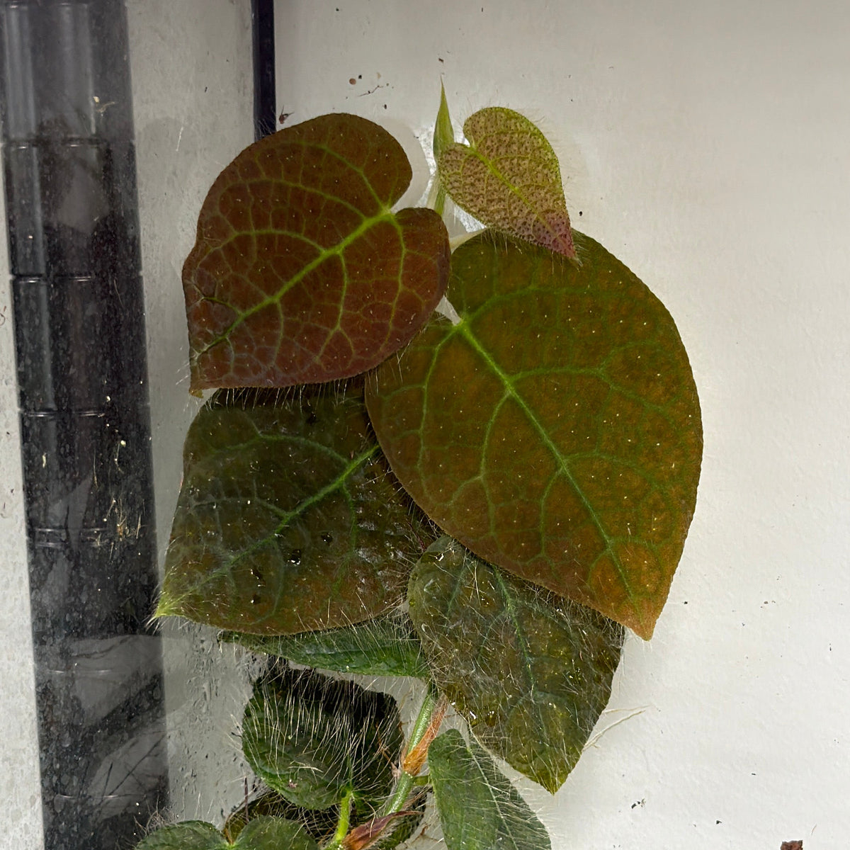 Ficus villosa (2-Pack)