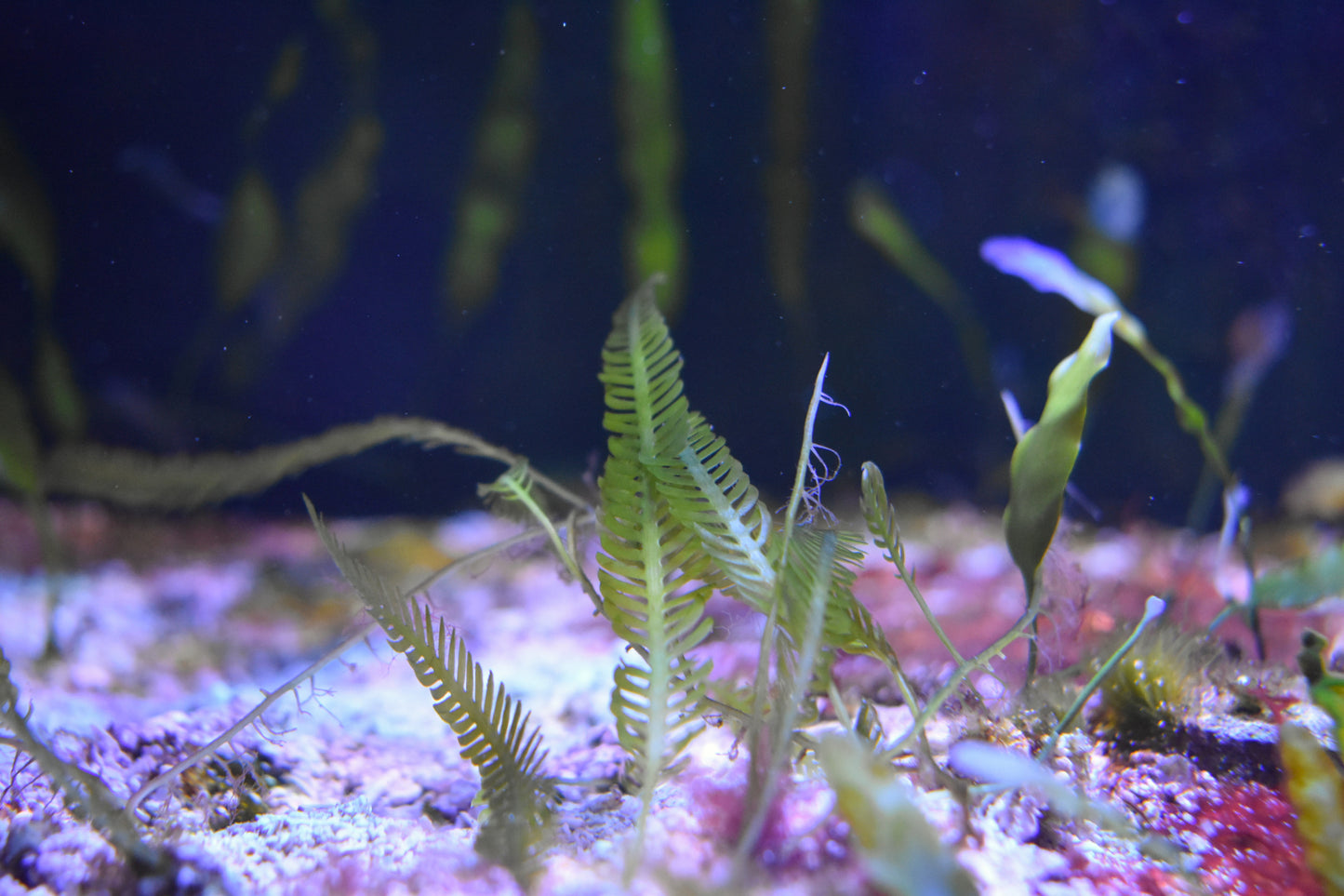 Feather Algae (C. mexicana) Macroalgae – MiceDirect