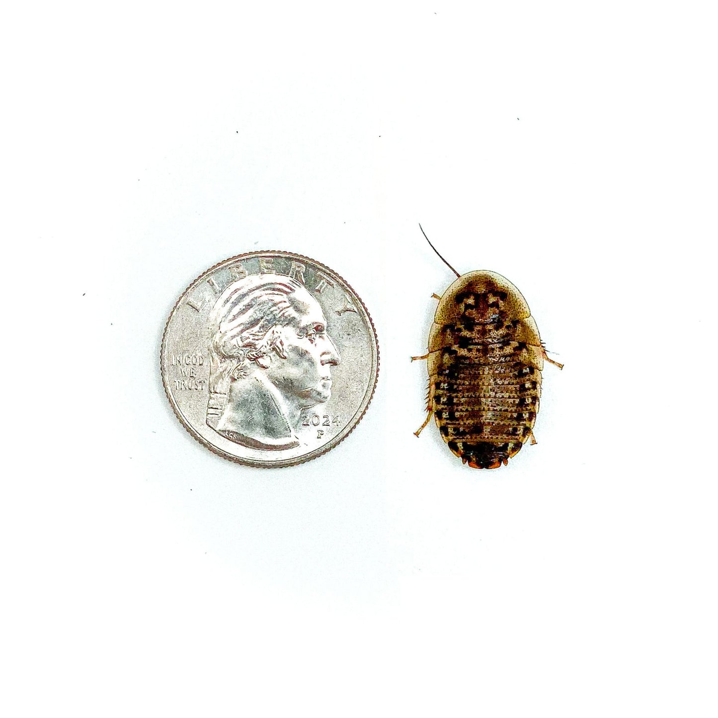 7/8" Large Dubia Roaches