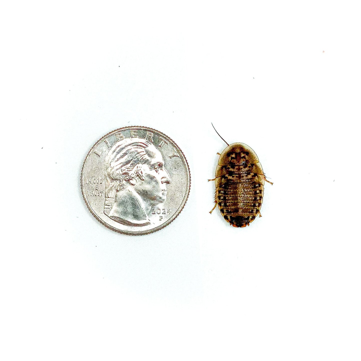 1/2" Medium Dubia Roaches